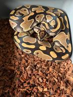 Classic triple het ballpython, Dieren en Toebehoren, Reptielen en Amfibieën, Slang, 0 tot 2 jaar