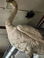Opgezette zwaan, Ophalen, Zo goed als nieuw, Vogel, Opgezet dier