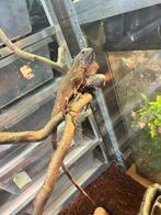 Rode leguaan, Dieren en Toebehoren, Hagedis, 0 tot 2 jaar