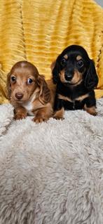 Langharige dwerg teckel kaninchen langhaar dwergteckel pups, Dieren en Toebehoren, 8 tot 15 weken, Meerdere, Nederland, Fokker | Hobbymatig