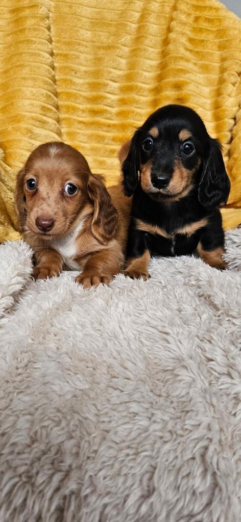 Langharige dwerg teckel kaninchen langhaar dwergteckel pups, Dieren en Toebehoren, Honden | Teckels en Dashonden, Fokker | Hobbymatig