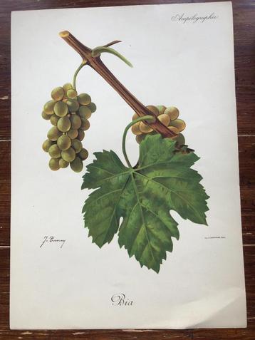 Ampélographie Jules Troncy Bia grape beschikbaar voor biedingen