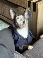 Lieve chihuahua, Dieren en Toebehoren, Honden | Chihuahua's en Gezelschapshonden, Rabiës (hondsdolheid), 15 weken tot 1 jaar, Reu