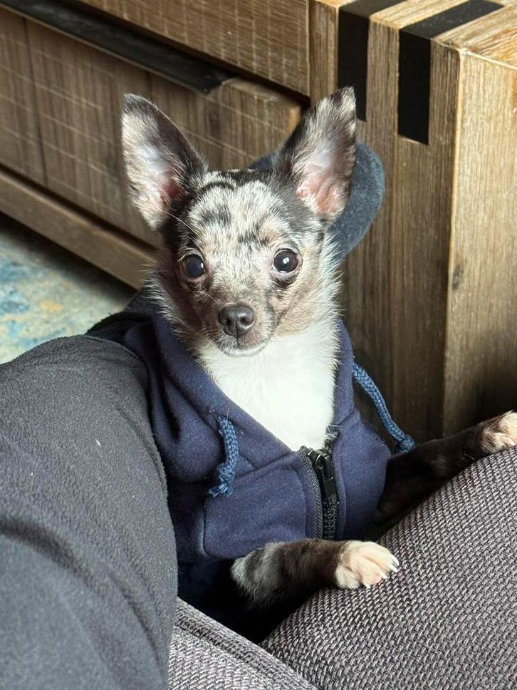 Lieve chihuahua, Dieren en Toebehoren, Honden | Chihuahua's en Gezelschapshonden, Reu, Chihuahua, Particulier, Eén hond, Nederland