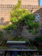 Bonsai japanse zwarte den. Pinus thunbergii, Tuin en Terras, Planten | Bomen, Ophalen of Verzenden, Overige soorten, Minder dan 100 cm