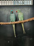 Halsbandparkiet | Aqua man x aqua bont pop, Dieren en Toebehoren, Vogels | Parkieten en Papegaaien, Meerdere dieren, Parkiet, Geringd
