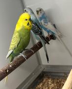 Grasparkieten, Dieren en Toebehoren, Vogels | Parkieten en Papegaaien, Meerdere dieren, Parkiet