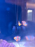 2x clownvis nemo te ruil, Dieren en Toebehoren, Vissen | Aquariumvissen, Vis, Zoutwatervis