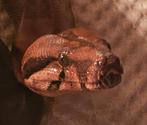 Boa constrictor imperator, Dieren en Toebehoren, Reptielen en Amfibieën, Slang, Tam, 3 tot 6 jaar