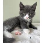 Speelse Maine Coon × Britse Korthaar kittens, Dieren en Toebehoren, Katten en Kittens | Raskatten | Langhaar, Meerdere dieren