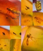 Barnsteentjes met insectjes, Verzamelen, Ophalen of Verzenden, Fossiel