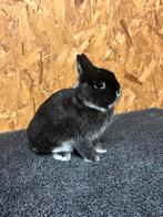 Kleurdwerg Zilvervos Zwart Man Jong (dwergkonijn), Dieren en Toebehoren, Konijnen, Mannelijk, Dwerg, 0 tot 2 jaar