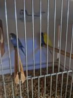 3 mooie grasparkieten te koop  van violet en geel., Dieren en Toebehoren, Vogels | Parkieten en Papegaaien, Meerdere dieren, Parkiet