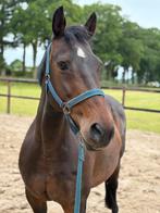 Lieve 18-jarige merrie, Dieren en Toebehoren, Merrie, B, 160 tot 165 cm, 11 jaar of ouder