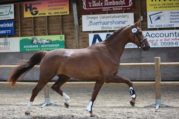 Prachtige 6 jarige Elite merrie, Dieren en Toebehoren, Paarden, Merrie, L, 165 tot 170 cm, 3 tot 6 jaar, Dressuurpaard, Met stamboom