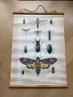 Vintage Schoolplaat Insecten, Antiek en Kunst, Antiek | Schoolplaten, Ophalen, Natuur en Biologie