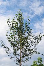 Himalayaberk berk betula met witte stam berkenboom, Ophalen
