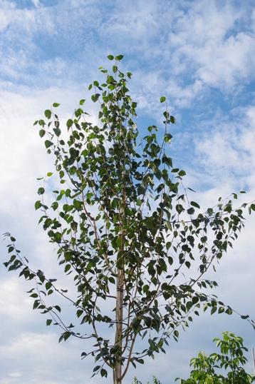 Himalayaberk berk betula met witte stam berkenboom