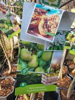Fruitbomen te koop 3 voor €50, Volle zon, 100 tot 250 cm, Zomer, Overige soorten