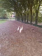 3 loopeenden, Dieren en Toebehoren, Pluimvee, Mannelijk, Eend