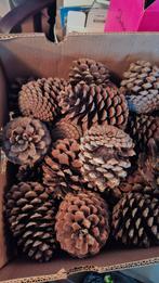 Grote dennenappels, Huis en Inrichting, Woonaccessoires | Kransen, Ophalen