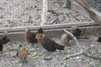 Hollandse krieltjes kuikens, Dieren en Toebehoren, Meerdere dieren, Kip