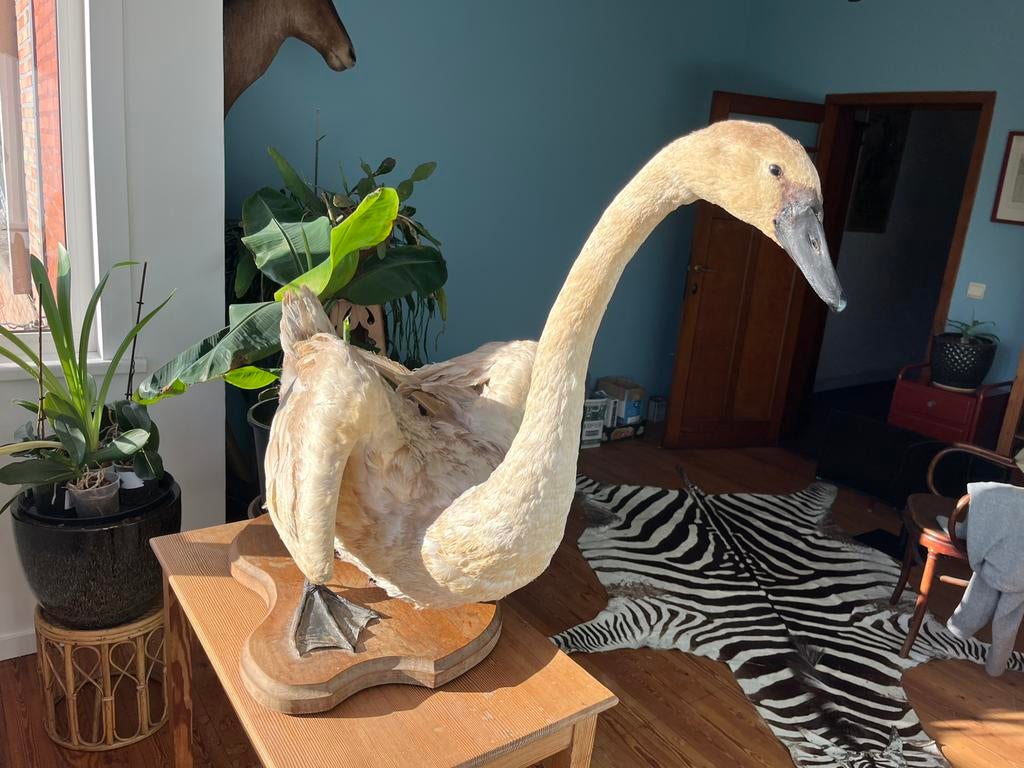 Taxidermie, opgezette, zwaan, vogel,, Ophalen