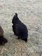 USA zijdehoender zoekt een nieuw thuis, Dieren en Toebehoren, Pluimvee, Geslacht onbekend, Kip