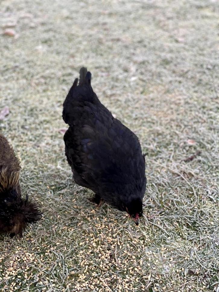 USA zijdehoender zoekt een nieuw thuis, Dieren en Toebehoren, Pluimvee, Kip, Geslacht onbekend