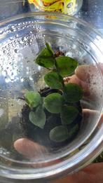 Terrarium plant Rhaphidophora Hayi, Ophalen of Verzenden, Overige soorten, Minder dan 100 cm