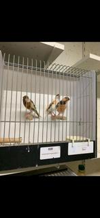 Harlekijn kanaries 2 pop 1 man, Dieren en Toebehoren, Meerdere dieren, Kleurkanarie