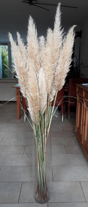 Pampasgras pluimen 18 st 1.60 meter met vaas 70 cm. €30. beschikbaar voor biedingen