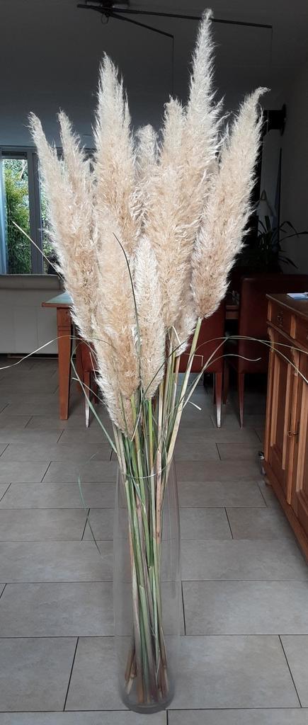 Pampasgras pluimen 18 st 1.60 meter met vaas 70 cm. €30., Huis en Inrichting, Woonaccessoires | Droogbloemen, Zo goed als nieuw