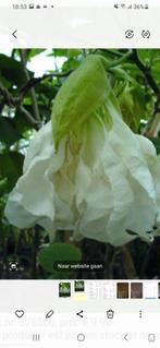 te koop Brugmansia Shredded White, Tuin en Terras, Overige soorten, Volle zon, Vaste plant, Ophalen of Verzenden