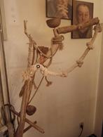 Te koop, Dieren en Toebehoren, Mannelijk, Papegaai