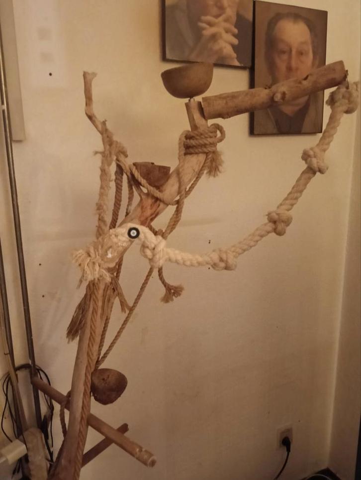 Te koop, Dieren en Toebehoren, Vogels | Parkieten en Papegaaien, Papegaai, Mannelijk