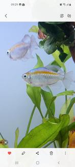 Kongozalm, Dieren en Toebehoren, Vis, Schoolvis