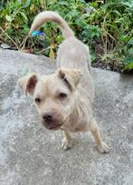 PINKY 10 mnd. Bulgarije vriendelijk/speels/cats/dogs, Dieren en Toebehoren, Honden | Niet-rashonden, Rabiës (hondsdolheid), 15 weken tot 1 jaar