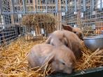 Mooie tamme dwerg konijntjes, Meerdere dieren, Dwerg