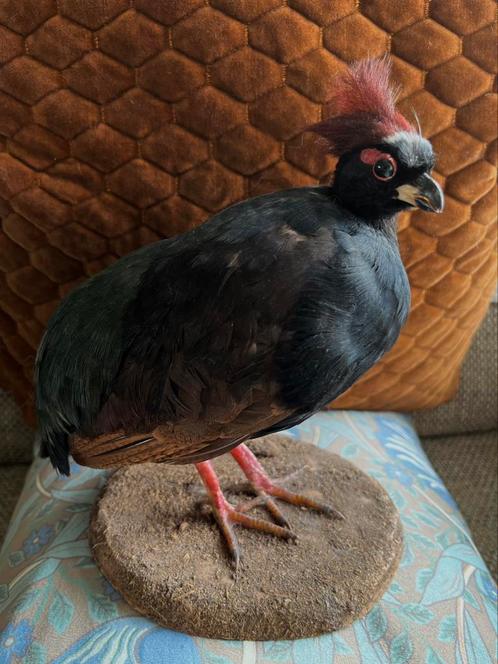 Opgezette tropische vogel. RoelRoel bospatrijs. Taxidermie., Verzamelen, Dierenverzamelingen, Gebruikt, Opgezet dier, Vogel, Ophalen of Verzenden