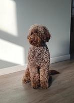 Labradoodle medium. Dekreu. Röngtgenologisch gekeurd., Dieren en Toebehoren, Particulier, Rabiës (hondsdolheid), 1 tot 2 jaar