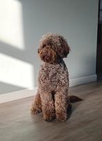 Labradoodle medium. Dekreu. Röngtgenologisch gekeurd., Rabiës (hondsdolheid), Reu, 1 tot 2 jaar, Eén hond