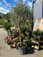 Olijfboom halfstam - olea europea, In pot, Olijfboom, Zomer, Volle zon