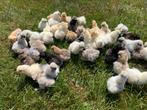 Usa zijdehoen hennen 2 wk  🐥geent zijdehoender hen🍀, Vrouwelijk, Kip