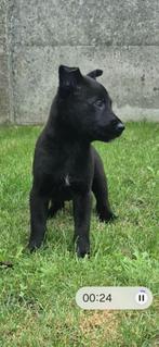 Mechelse herderpup, Dieren en Toebehoren, België, Particulier, Teef, Eén hond