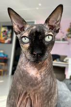 GEZOCHT! Een leuke SPHYNX(en), Poes