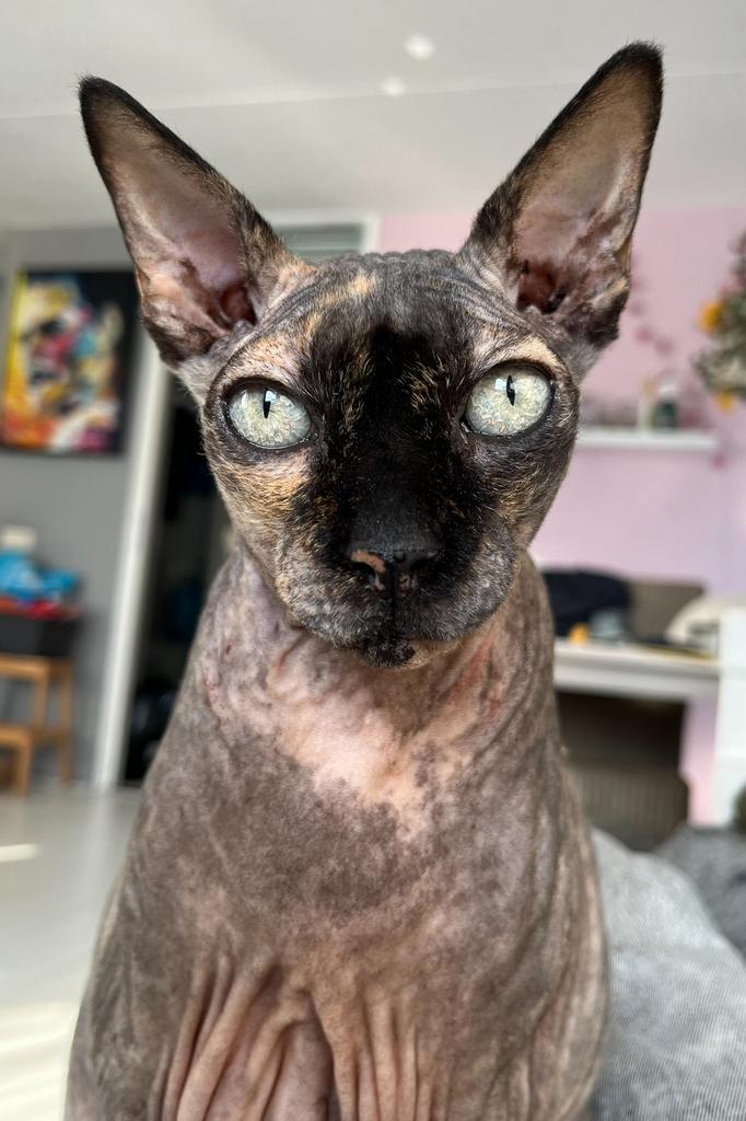 GEZOCHT! Een leuke SPHYNX(en), Dieren en Toebehoren, Katten en Kittens | Raskatten | Korthaar, Poes