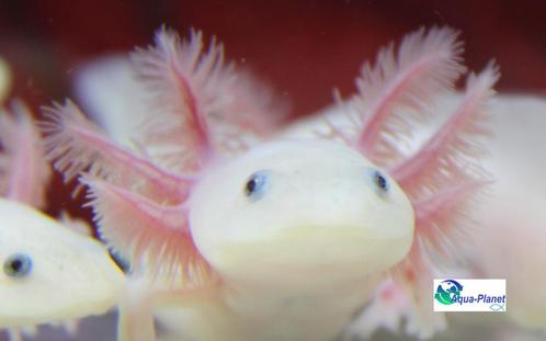 Axolotl Blue Eyed Lucy "Baby", Dieren en Toebehoren, Reptielen en Amfibieën, Amfibie, 0 tot 2 jaar, Tam