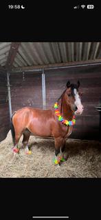 Allround Bixie Kinderpony met een Gouden Karakter, Dieren en Toebehoren, Pony's, Gechipt, Ruin, Springpony, A pony (tot 1.17m)