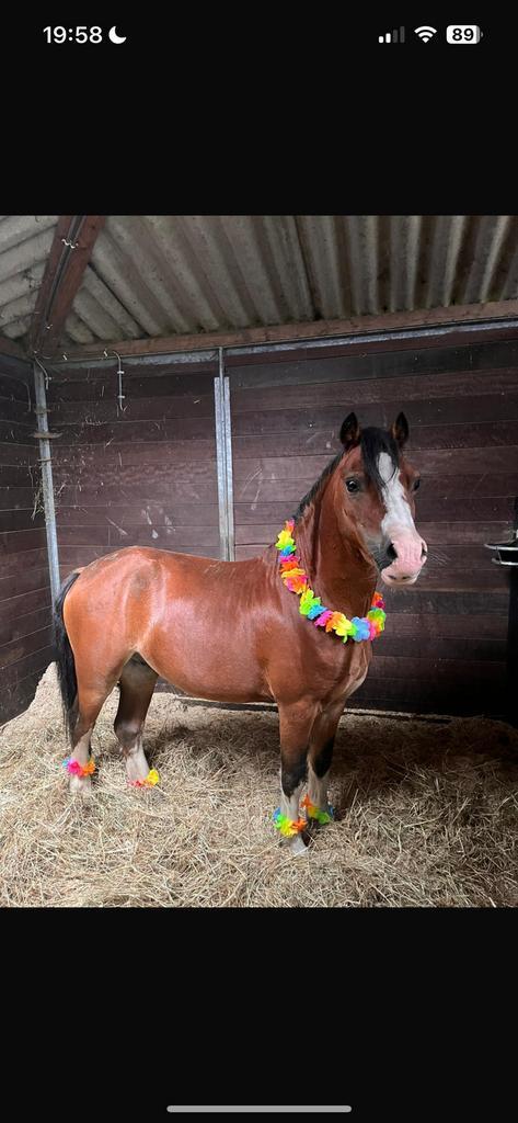 Allround Bixie Kinderpony met een Gouden Karakter, Dieren en Toebehoren, Pony's, Ruin, L, A pony (tot 1.17m), Springpony, 11 jaar of ouder